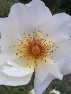 White and yellow flower blossomes