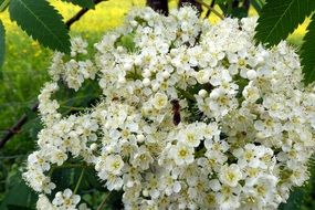 white flowers of rowan