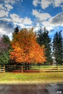 tree with yellow leaves near the fence in the meadow