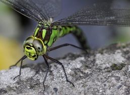 macro photo of Colorful aeshna cyanea insect