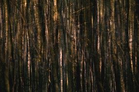 dark dense forest
