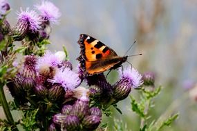 unusual beauty butterflies