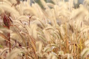 fluffy wild grass