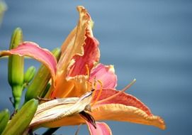side view of a daylily