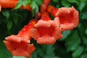 magnificent chinese trumpet