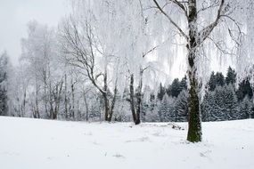 Beautiful Landscape of the wintry forest