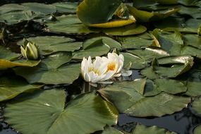 White water lily in the water