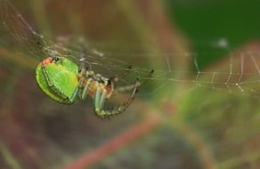 melon spider