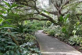 pathway in an arboretum