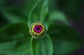 closed bud of purple flower