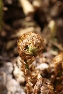 dry fern leaf in nature