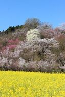 mountains with blooming cherry trees in fukushima