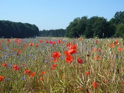 red poppy and cornflowers on the field
