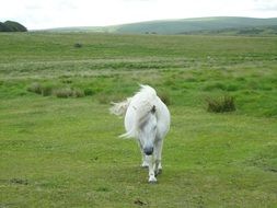 white dartmoor pony on green meadow in wilderness