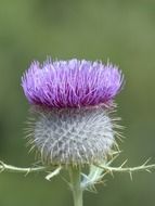 wool head creeping thistle