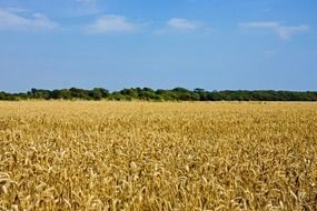 green trees near a dry wheat field