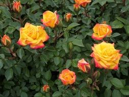 colorful miniature roses in the garden