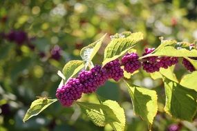 Purple berries on a branch