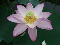 lake lotus