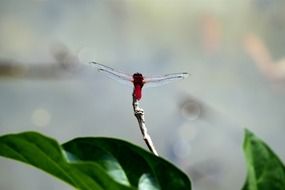 colorful dragonfly stick close up