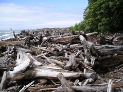 log trees