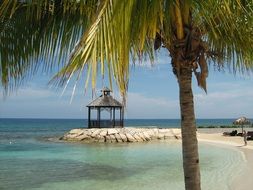 palm tree at a tropical resort