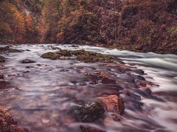 Stream in the forest
