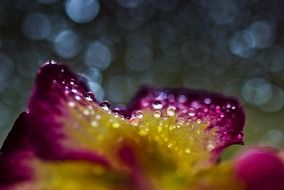 yellow-purple flower in raindrops