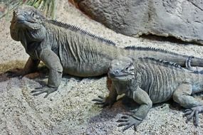 large iguanas in the sand