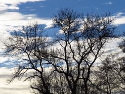 gnarled tree under white clouds