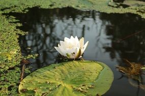 white lily on an overgrown pond