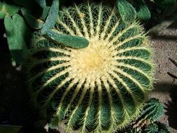 Close-up of the cactus