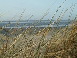 grass among the landscape on the coast of the north sea