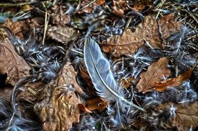 feather on autumn foliage close up