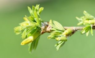 green tree branch close up on blurred background