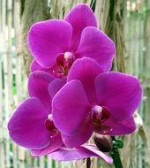 phalaenopsis from the orchid family