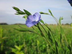 purple flax flower