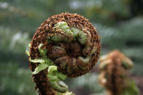 macro photo of natural plant