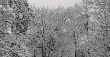 Landscape with the snowy trees