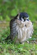 portrait of an american kestrel