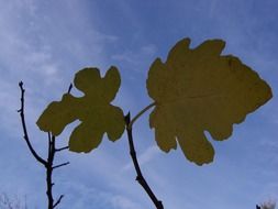 Fig plant leaves