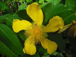 five yellow petals in a yellow flower in the garden
