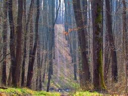 road in spring forest