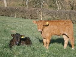 two calves is grazing on the field