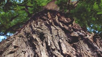 closeup picture of Tree trunk in nature