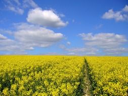 yellow rapeseed field on a sunny day