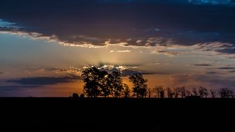 Trees on the field during sunset