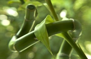 young shoot of bamboo closeup