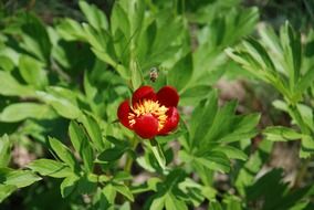 peony flower bee nature clo