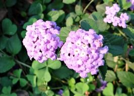 purple lantana flower